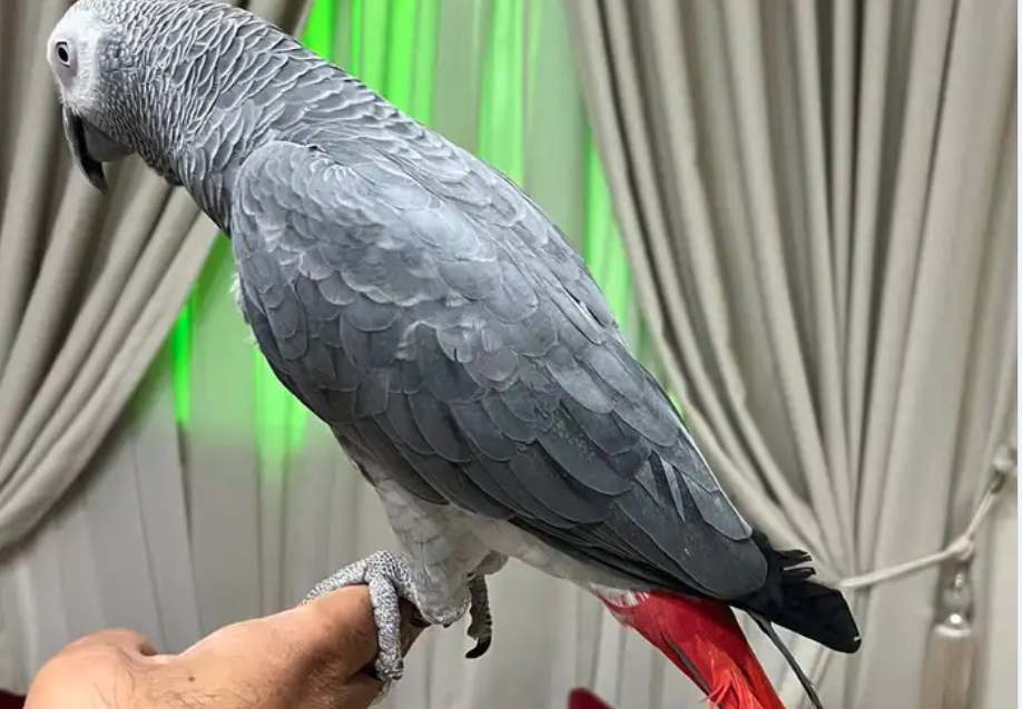 للبيع كاسيكو بالقفص