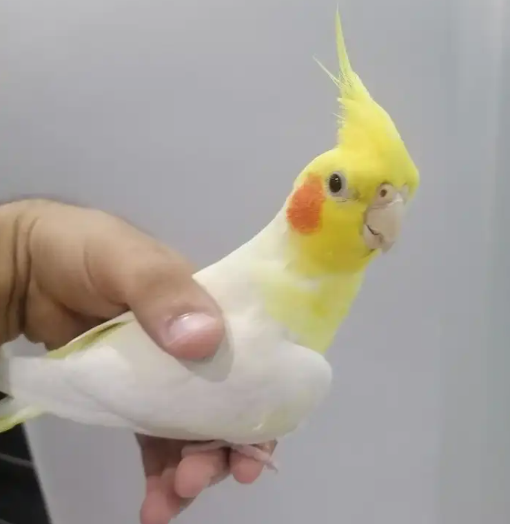 كروانات متكلمه اليفه وهدد ومنتجه