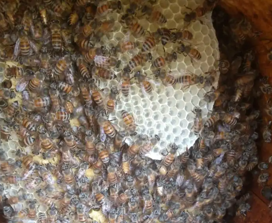 نحل بلدي عسال للبيع للتواصل