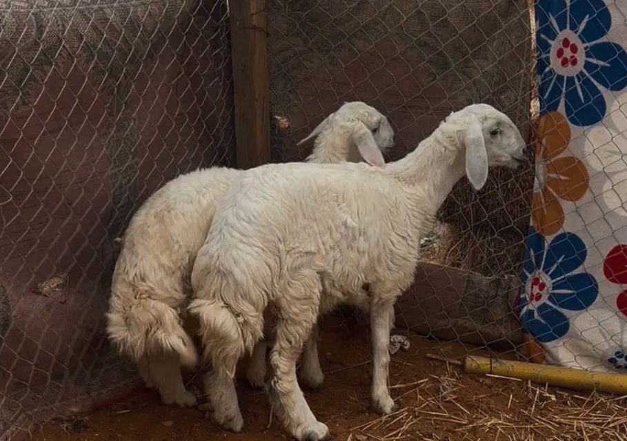 رخال حريات طيبة العمر من 4 شهور إلى 5