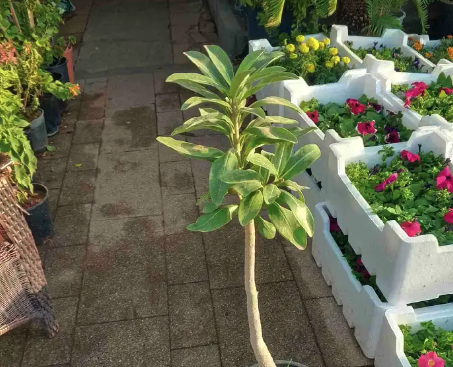 مشتل توريد النبتات و الاشجار