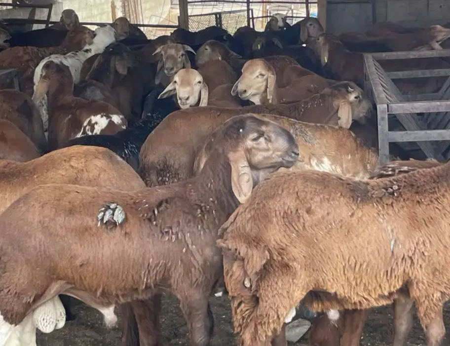 سواكن مرابي فل الفل علف نظيف